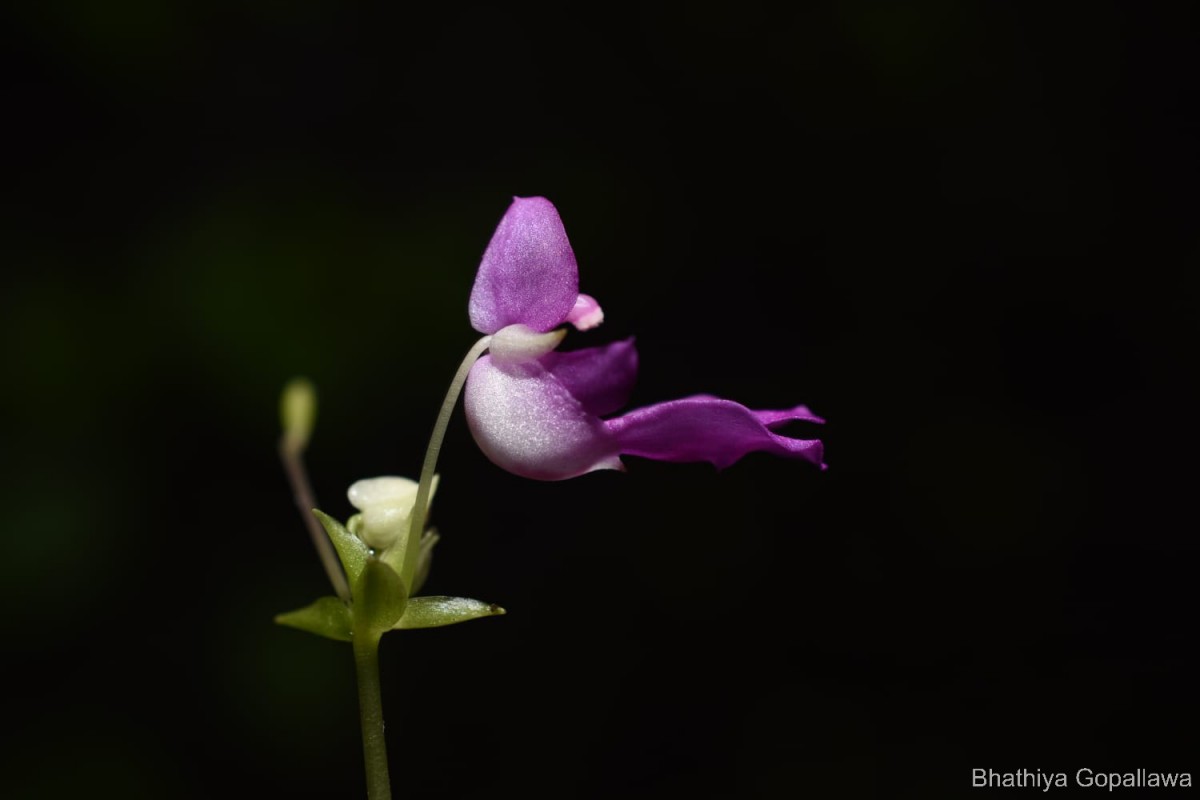 Impatiens yakandawalarum Gopallawa, Hapuarachchi & Jayathissa